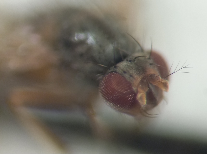 Scaptomyza pallida