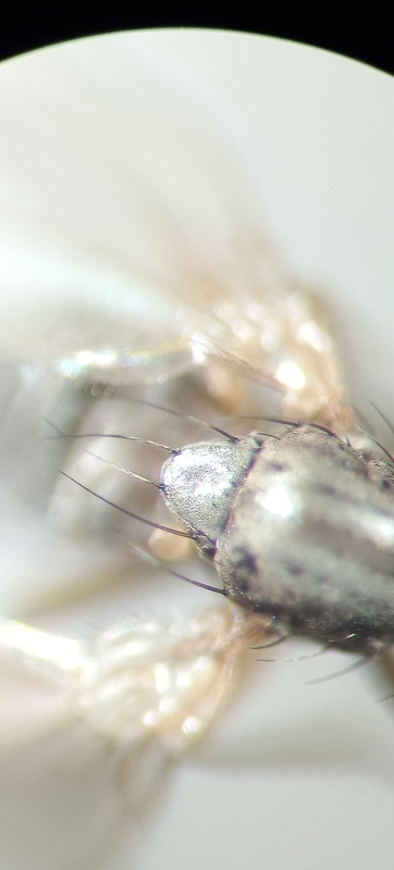 Scaptomyza pallida