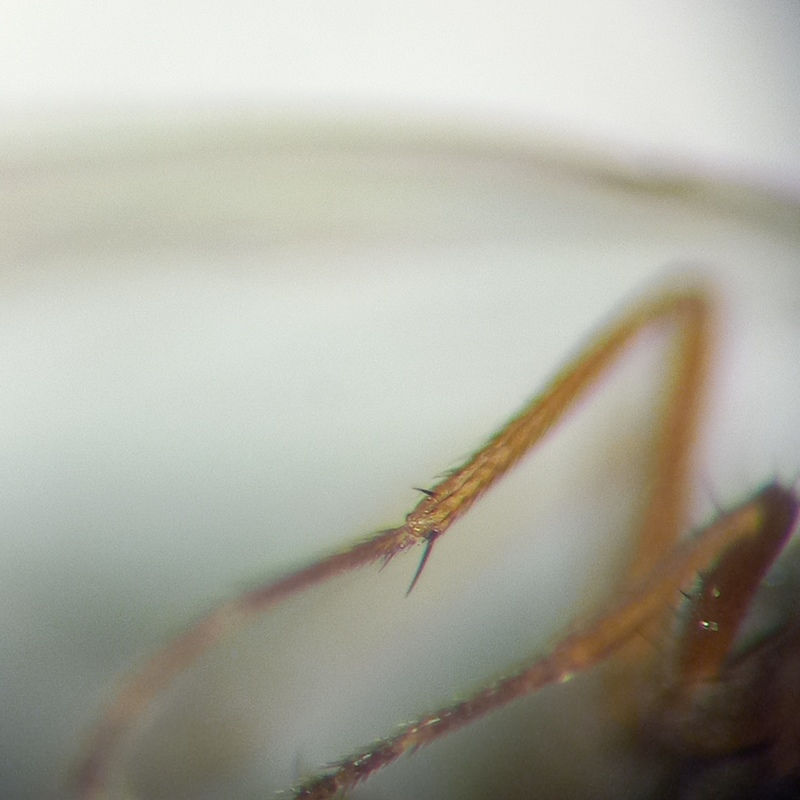 Scaptomyza pallida