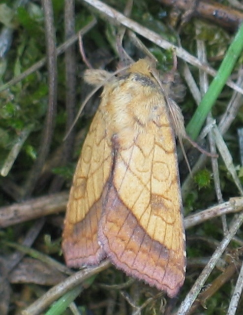 Pyrrhia umbra - iglicebagoly
