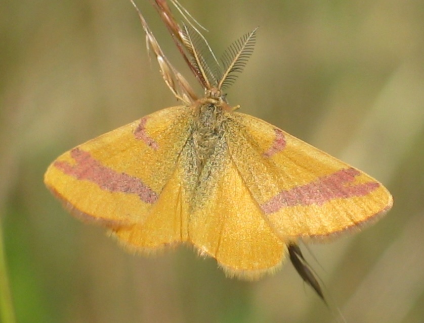 Lythria cruentaria - bíborcsíkos araszoló