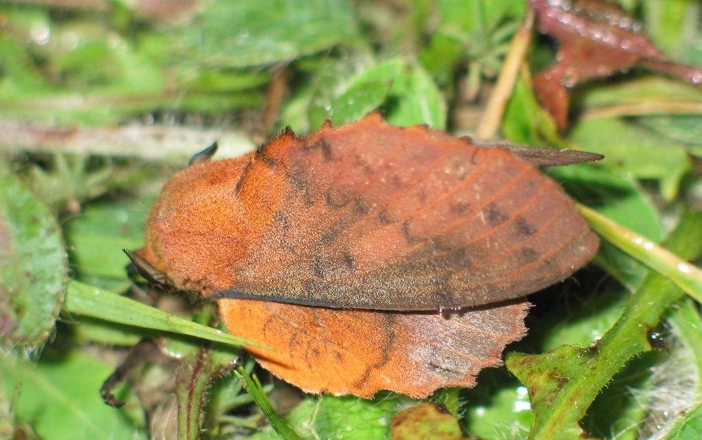 Gastropacha quercifolia - tölgylevélpohók