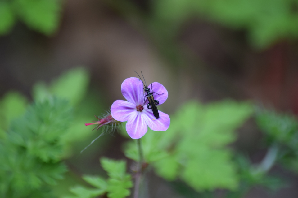 Oedemera pthysica - feketeszegélyű álcincér Oedemera pthysica - feketeszegélyű álcincér