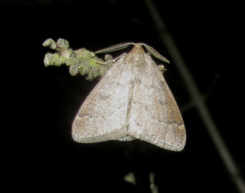 Theria rupicapraria - tavaszi kökényaraszoló