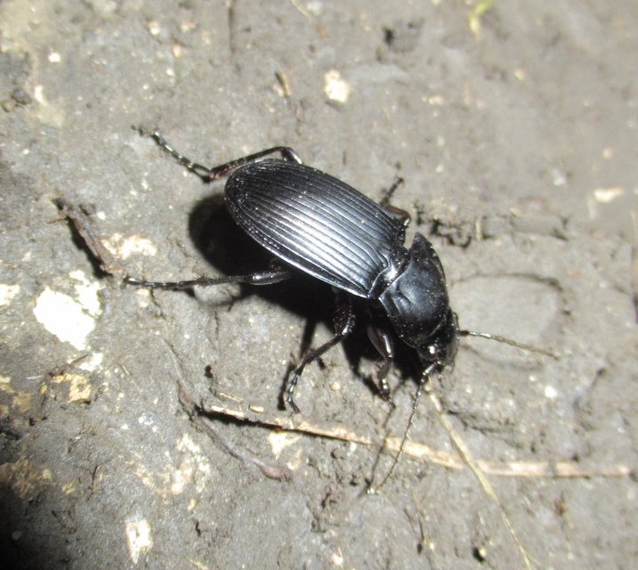Abax parallelepipedus - félbordás szélesfutó