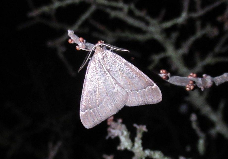 Theria rupicapraria - tavaszi kökényaraszoló