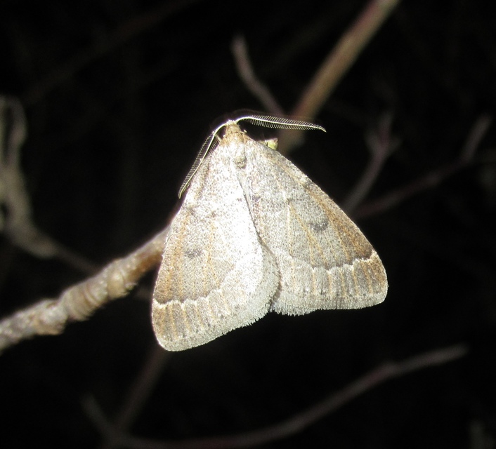 Theria rupicapraria - tavaszi kökényaraszoló