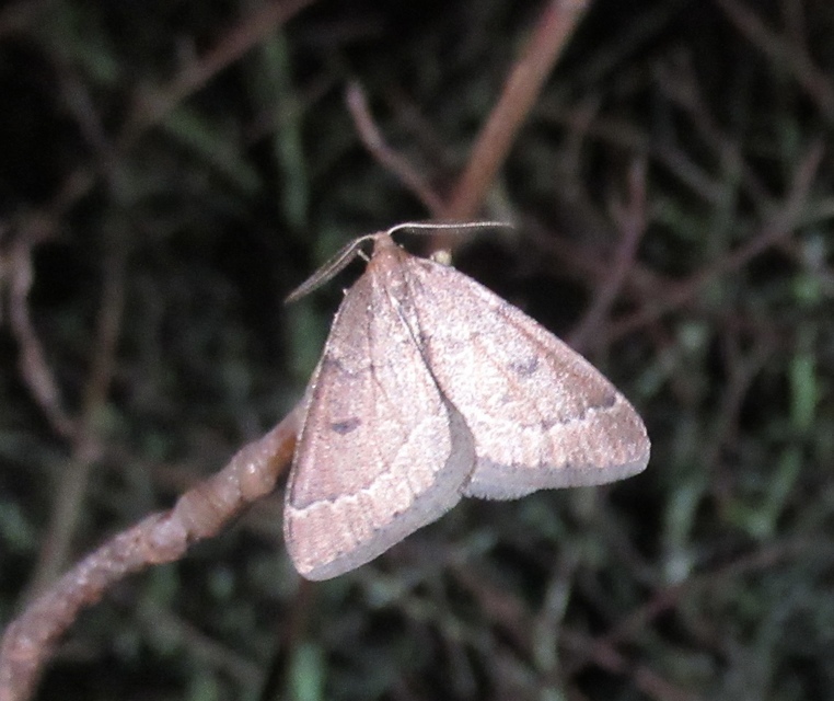 Theria rupicapraria - tavaszi kökényaraszoló