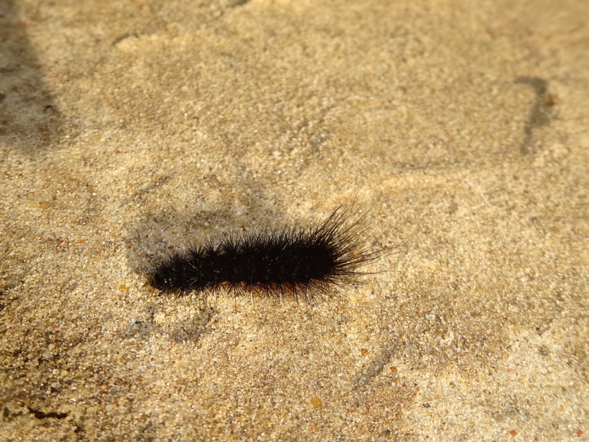 Hyphoraia aulica - barna medvelepke