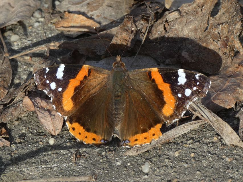 Vanessa atalanta - atalantalepke