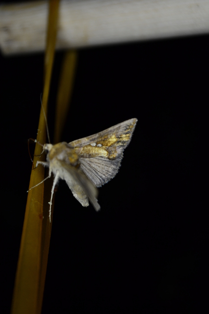 Chrysodeixis chalcites - déli aranybagoly