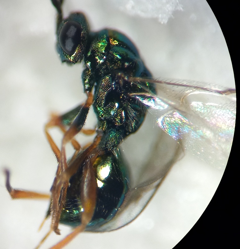 Lamprotatus claviger