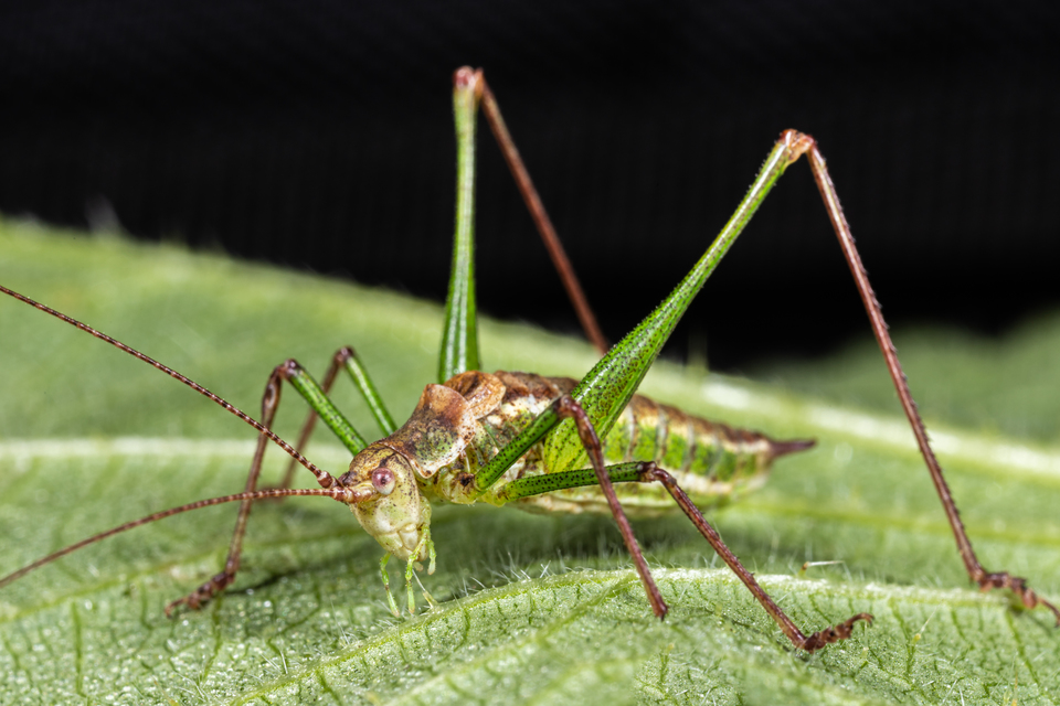 Leptophyes albovittata - közönséges virágszöcske
