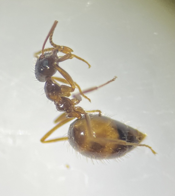 Prenolepis nitens - ragyogóhangya