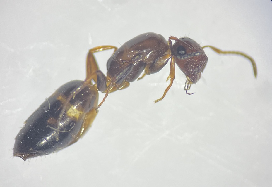 Colobopsis truncata - kapushangya