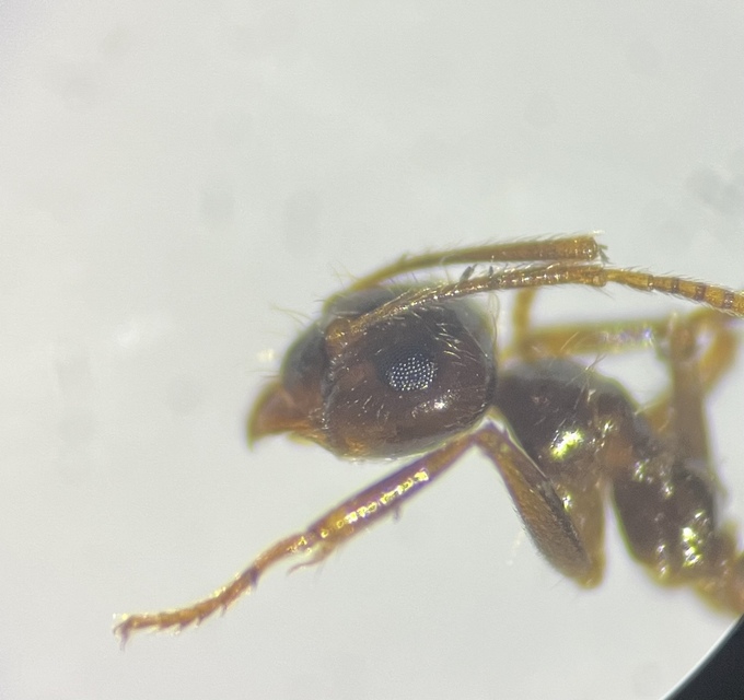Prenolepis nitens - ragyogóhangya