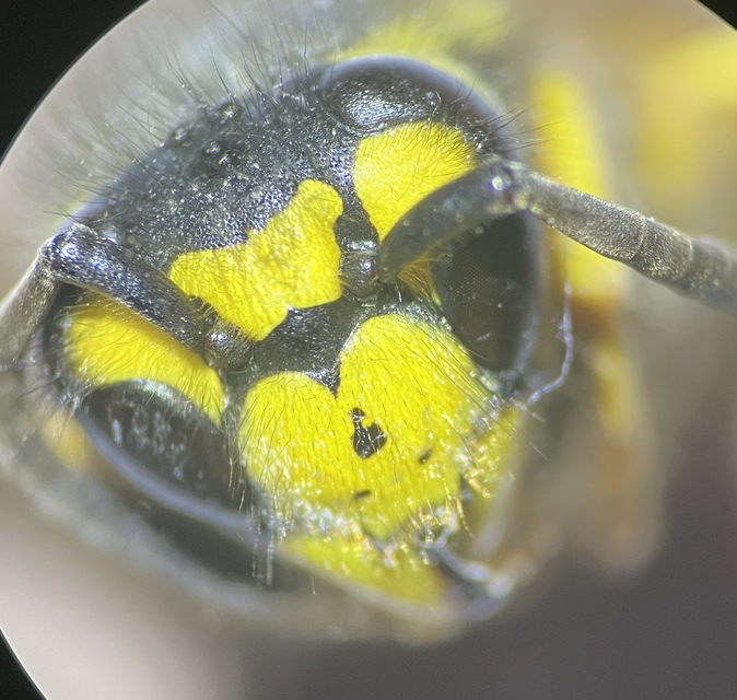 Vespula germanica - német darázs