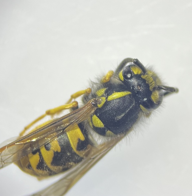 Vespula germanica - német darázs