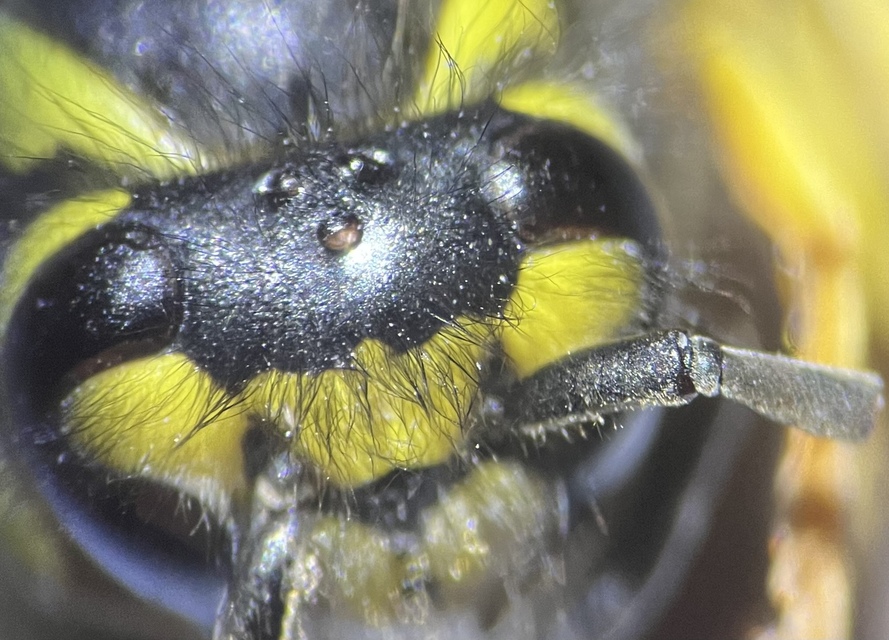 Vespula