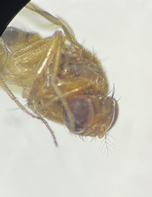 Drosophila suzukii