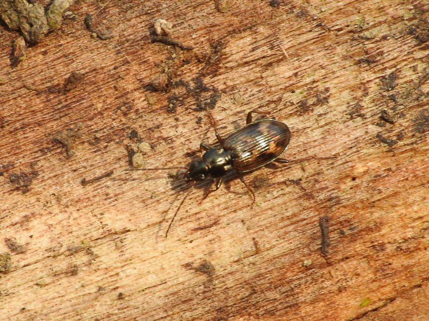 Bembidion dentellum - sárgaszalagos gyorsfutó