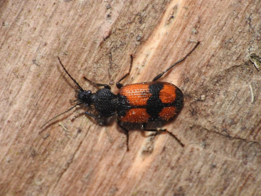 Panagaeus cruxmajor - nagy keresztesfutó