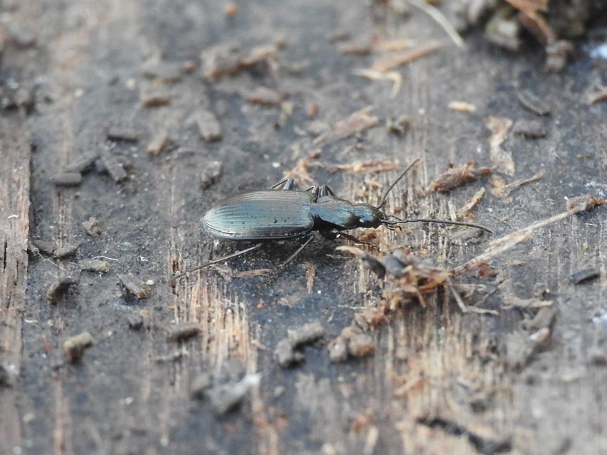 Agonum micans - ligeti kisfutó
