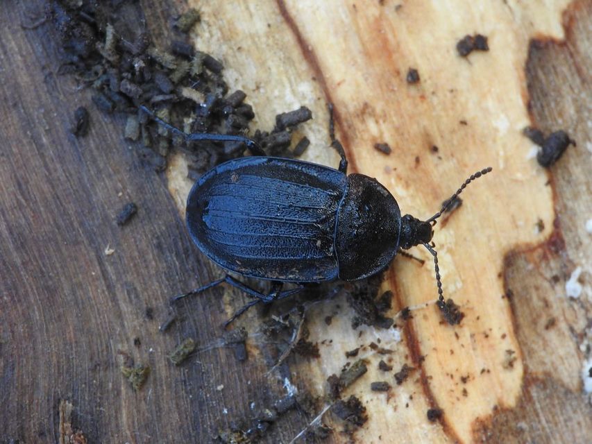 Phosphuga atrata - bordás csigarabló