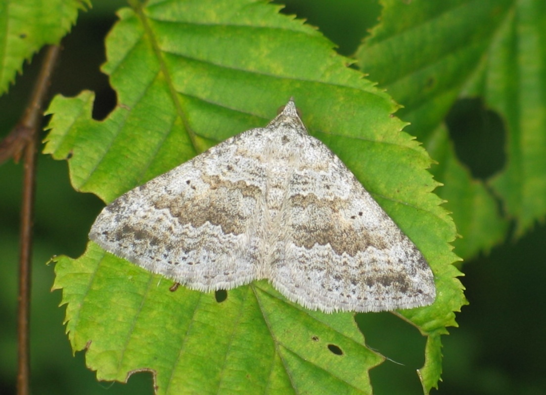 Scotopteryx bipunctaria - lóhere-araszoló