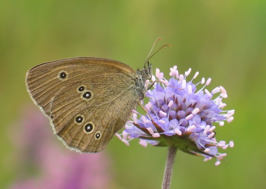 Aphantopus hyperanthus - közönséges ökörszemlepke