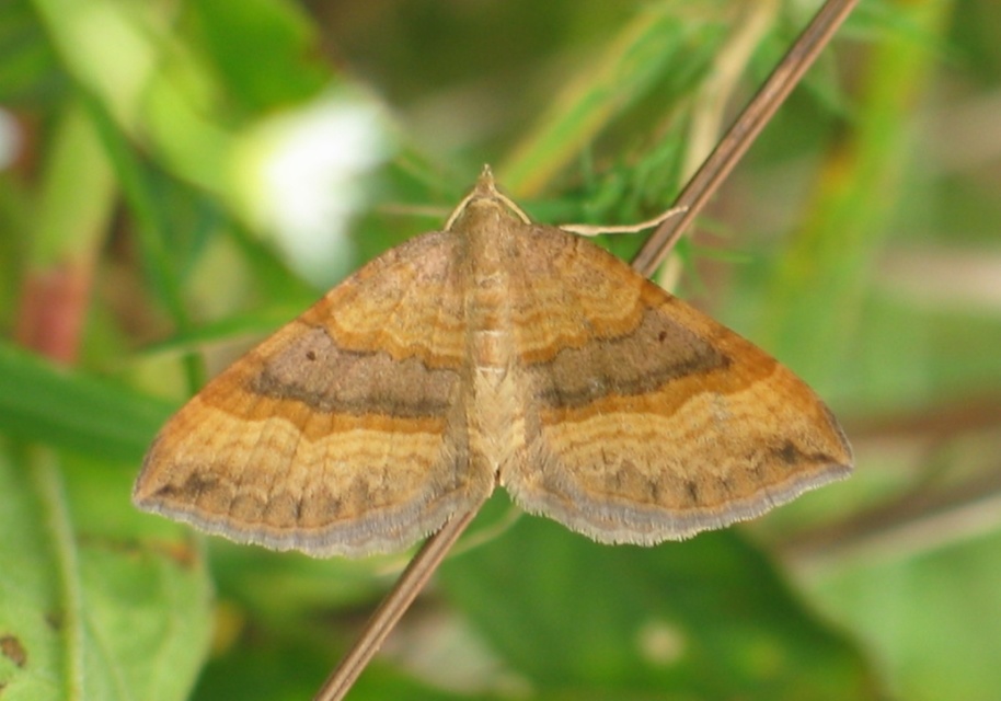 Scotopteryx chenopodiata - libatop-araszoló
