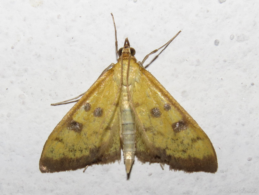 Mecyna trinalis - tetemtoldó-tűzmoly