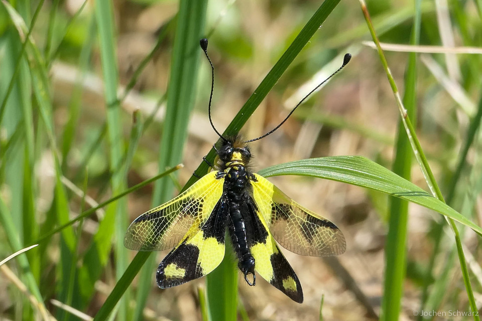 Libelloides macaronius - keleti rablópille