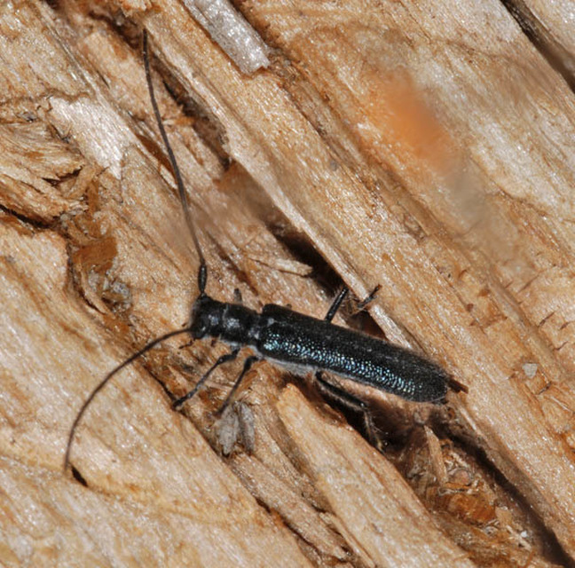 Stenostola dubia - fémes hársfacincér