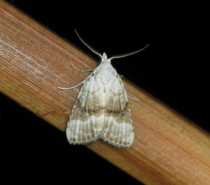 Meganola albula - fehér pamacsosszövő