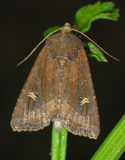 Helotropha leucostigma - mocsári nőszirombagoly