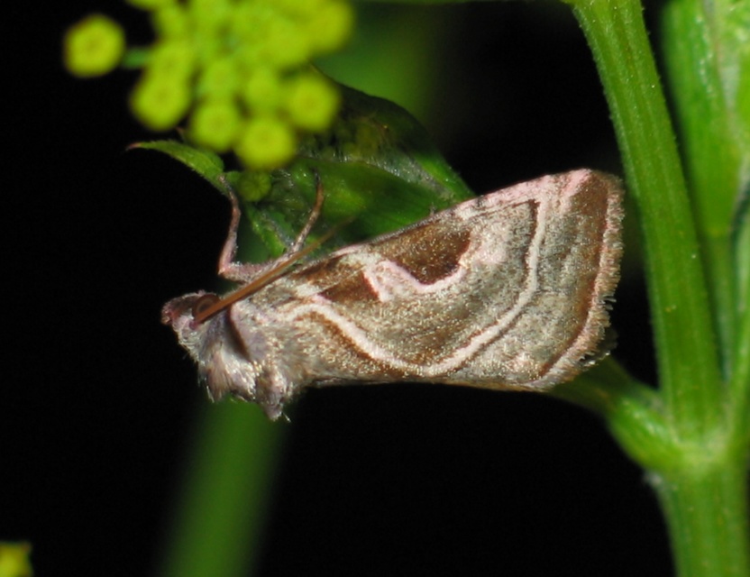 Eucarta virgo - mocsári ametisztbagoly