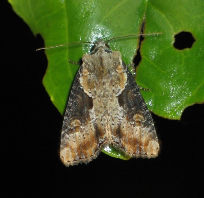 Lateroligia ophiogramma - harmatkása-dudvabagoly
