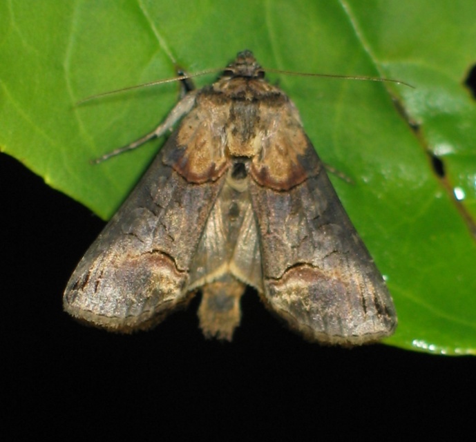 Abrostola triplasia - közönséges csalánbagoly