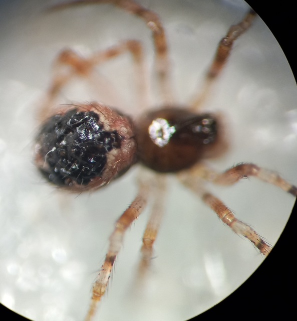 Sardinidion blackwalli