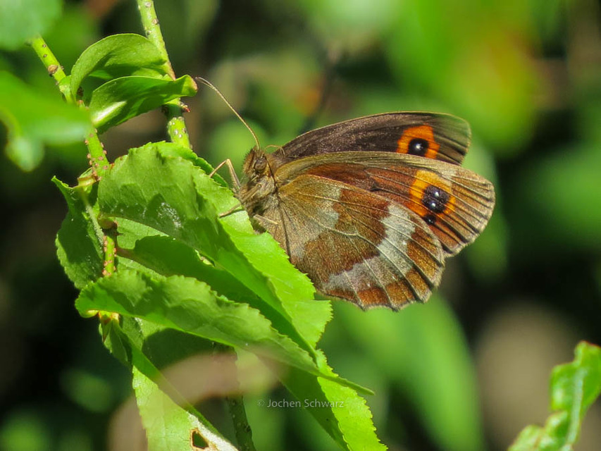 Erebia aethiops - közönséges szerecsenlepke