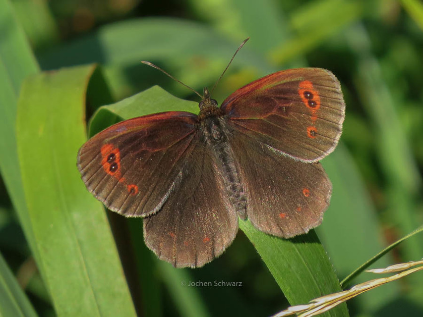 Erebia aethiops - közönséges szerecsenlepke