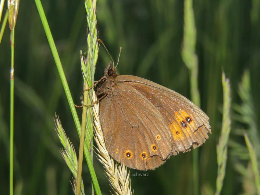 Erebia medusa - tavaszi szerecsenlepke