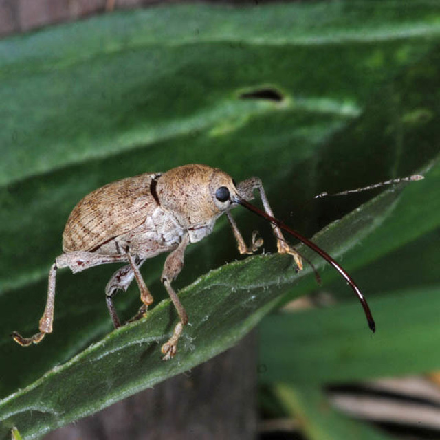 Curculio elephas - gesztenyezsuzsóka