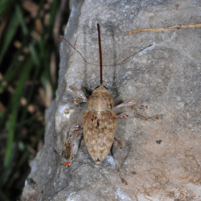 Curculio elephas - gesztenyezsuzsóka