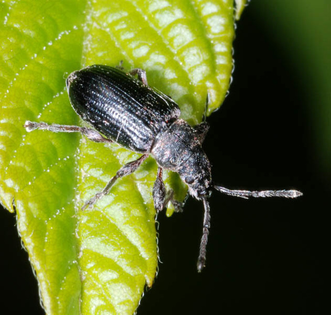 Phyllobius pyri - gyümölcsfa-levélormányos