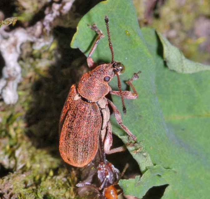 Phyllobius pyri - gyümölcsfa-levélormányos
