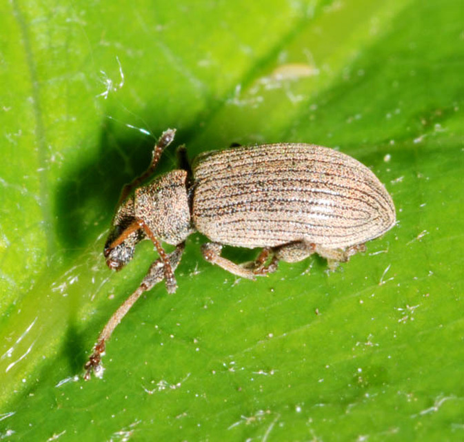 Phyllobius pallidus - tölgy-levélormányos