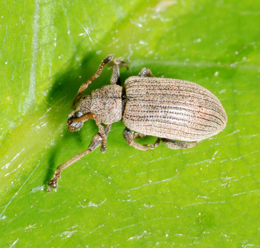 Phyllobius pallidus - tölgy-levélormányos