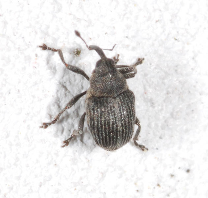 Ceutorhynchus typhae - pásztortáska-ceutormányos